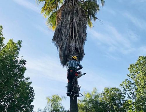 Poda y mantenimiento de palmeras para el Ayuntamiento de Beas